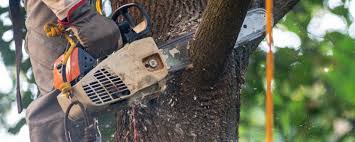 Best Tree Health Inspection  in Uvalde Estates, TX