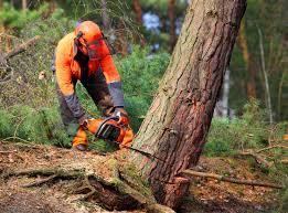 Best Utility Line Clearance  in Uvalde Estates, TX