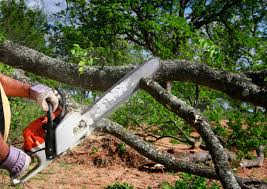 Best Firewood Processing and Delivery  in Uvalde Estates, TX