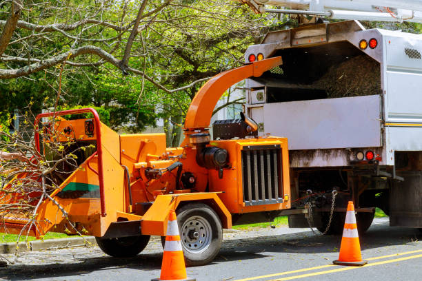 Seasonal Cleanup (Spring/Fall) in Uvalde Estates, TX