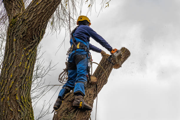 Best Arborist Consultation Services  in Uvalde Estates, TX