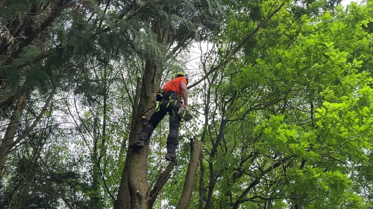 Trusted Uvalde Estates, TX Tree Removal Experts